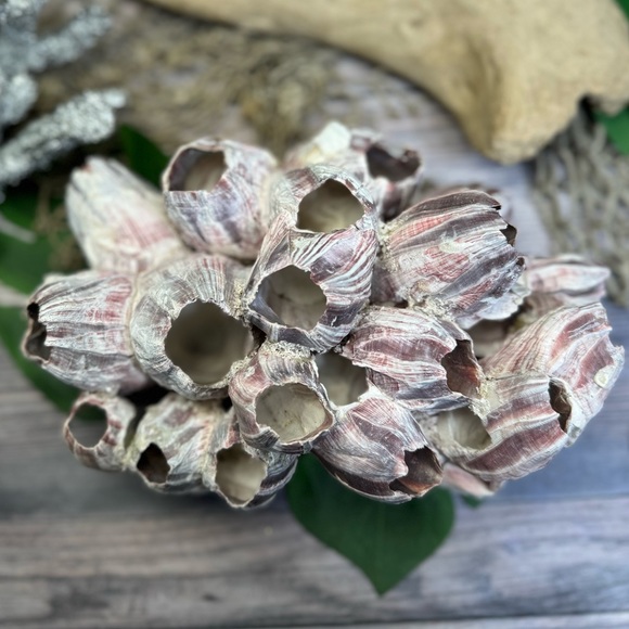 VTG  NATURAL Barnacles Cluster BEACH OCEAN AQUARIUM COASTAL SHELL NAUTICAL DECOR - Picture 9 of 17